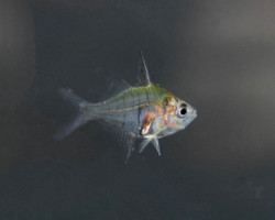 Gymnochanda Filamentosa M