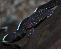 L183 Ancistrus Dolichopterus M