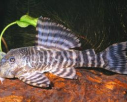 Panaqolus Changae Sp. L226 S/M