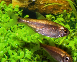 Hemigrammus Rodwayi M