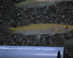 Hepsetus Odoe S/M