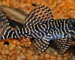 Hypancistrus Sp. L260 M