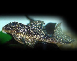 Hypancistrus Sp. L136A M