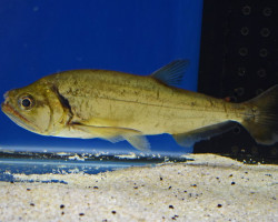 Hydrolycus Armatus S