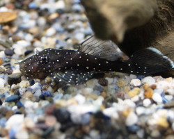 Ancistrus Sp. L181 L