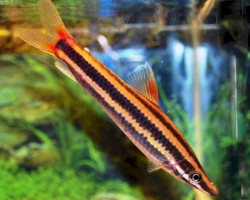Anostomus Anostomus Show