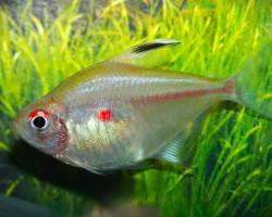 Hyph. Rubrostigma/Erythrostigma M/L