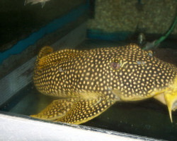 Scobinancistrus Auratus L14 S/M