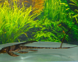 Lamontichthys Llanero M
