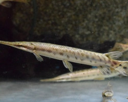 Lepisosteus Oculatus Xl