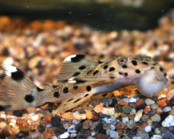 Leporacanthicus Joselimai L264 S/M
