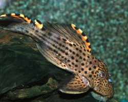 Leporacanthicus Triactis L091 S/M