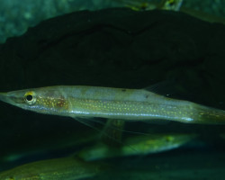 Luciocephalus Aura S