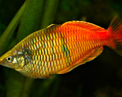 Melanotaenia Boesemani L