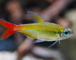 Moenkhausia Copei M