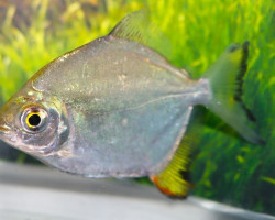 Myloplus Arnoldi S