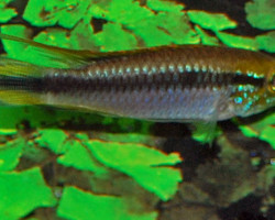 Apistogramma Cf.Agassizii M