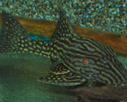 L330 Panaque Cf. Nigrolineatus Xxl