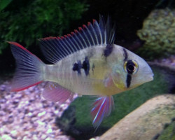 Microgeophagus Altispinosa L