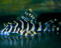 Peckoltia Sp. L134 L