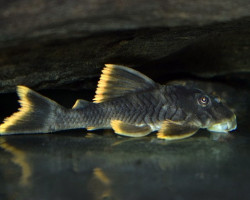 Peckoltia Sp. L076 M
