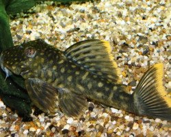 L106 Hemiancistrus Guahiborum L