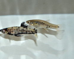 Phalloceros Caudimaculatus M