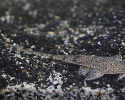 Pseudohemiodon Lamina M