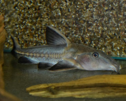 Oxydoras Niger L