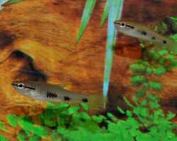 Pyrrhulina Spilota L