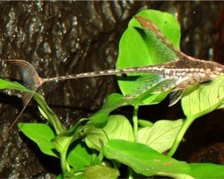 Sturisomatichthys Aureus Xl