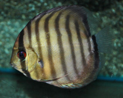 Symphysodon Aequif. Peru S/M