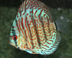 Discus Red Turquoise M