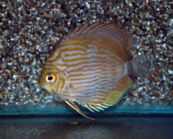 S. Discus Rio Negro L
