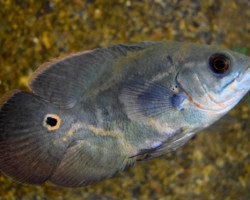 Astronotus Ocellatus S