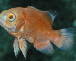 Astronotus Ocel.Red Albino M