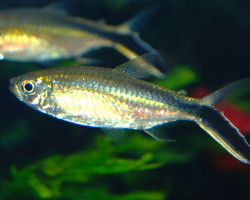 Thayeria Obliqua L