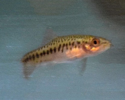 Yunnanilus Brevis M