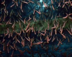 Prey Fish M