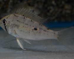 Biotodoma Wavrini M