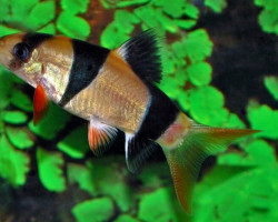 Chromobotia Macracanthus  Xl