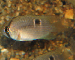 Cleithracara Maronii S/M