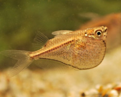 Carnegiella Marthae L