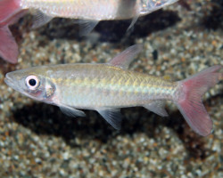 Chalceus Macrolepidotus S/M