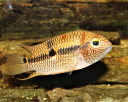 Aequidens Superomaculatum Xl