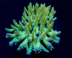 Acropora Dendrum L