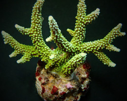 Acropora Yongei S