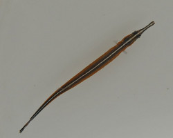Doryrhamphus Malus M