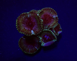 Palythoa Grandis S