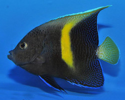 Pomacanthus Maculosus - Allevato Europa  Ml